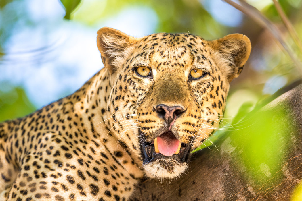 赞比亚市场新机遇：我们上线赞比亚卡发短信通道 第1张图
